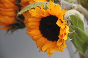 sunflower copy 2 300x199 sunflower