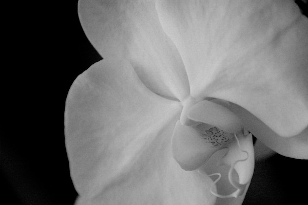 Everybody’s Talkin’ 1 – 11 (Chatter from Other Bloggers) orchid copy Everybody’s Talkin’ 1 – 11 (Chatter from Other Bloggers)